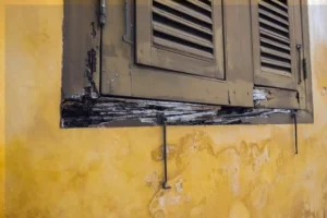 Understanding the Causes of Dry Rot: What Homeowners Need to Know